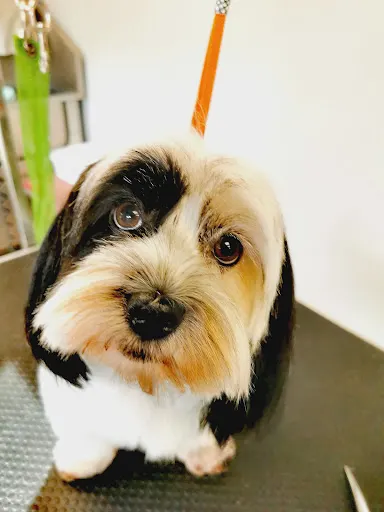 Biały Ogon Salon pielęgnacji psów